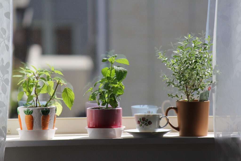 窓辺の植物