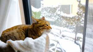冬の窓辺にたたずむ猫