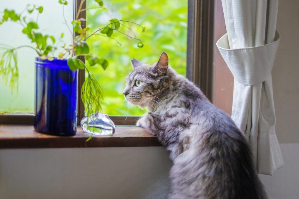 夏の窓辺の猫
